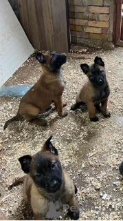 Zdjęcie №3. Owczarek belgijski (Malinois). Serbia