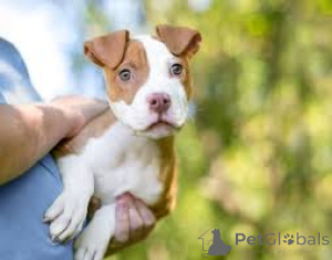 Zdjęcie №3. Amerykańskie szczenięta pit bull terrier. Niemcy