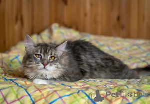 Zdjęcie №1.  - na sprzedaż w Rzeka Moskwa | Bezpłatny | Zapowiedź № 150996