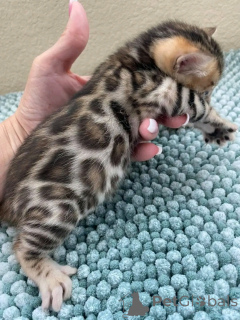 Zdjęcie №1. kot bengalski - na sprzedaż w Monachium | 2487zł | Zapowiedź № 155534