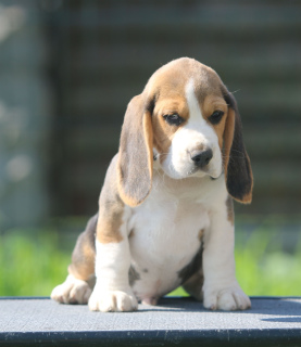 Dodatkowe zdjęcia: Przystojny chłopak. Beagle