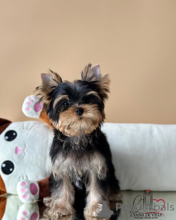 Zdjęcie №1. yorkshire terrier - na sprzedaż w Seydispjordur | negocjowane | Zapowiedź №159937