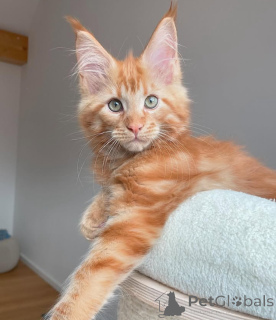 Zdjęcie №3. Dostępny. USA