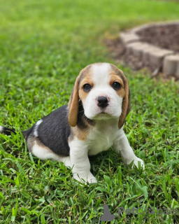 Dodatkowe zdjęcia: Sprzedam szczenięta rasy beagle. 2 mężczyzn 1 kobieta.