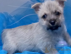 Zdjęcie №1. cairn terrier - na sprzedaż w Berlin | Bezpłatny | Zapowiedź №126912