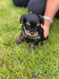 Zdjęcie №3. Szczeniak Yorkshire Terrier Filiżanka do bezpłatnej adopcji. Niemcy