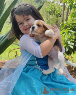 Zdjęcie №3. Poszukuję szczeniąt beagle. Niemcy