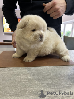 Zdjęcie №2 do zapowiedźy № 131020 na sprzedaż  chow-chow - wkupić się Niemcy prywatne ogłoszenie