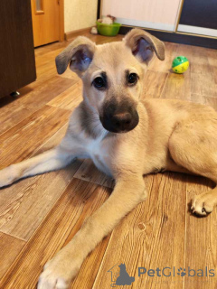 Zdjęcie №2 do zapowiedźy № 163839 na sprzedaż  pies nierasowy - wkupić się Federacja Rosyjska prywatne ogłoszenie