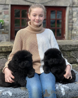 Zdjęcie №2 do zapowiedźy № 135614 na sprzedaż  chow-chow - wkupić się Niemcy prywatne ogłoszenie, hodowca