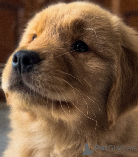 Zdjęcie №3. Zdrowe szczenięta Golden Retriever o zabawnych osobowościach. Niemcy