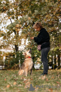 Dodatkowe zdjęcia: Czuła i towarzyska Oda szuka domu!