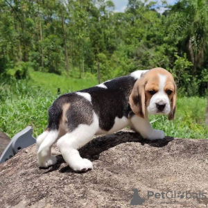 Zdjęcie №1. beagle (rasa psa) - na sprzedaż w Manila | negocjowane | Zapowiedź №75301
