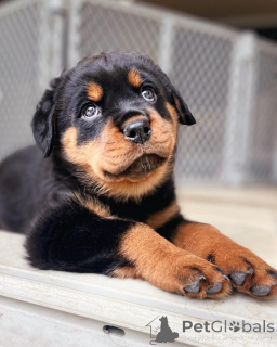 Zdjęcie №3. Szczeniak Rottweilera dostępny do adopcji!. Australia