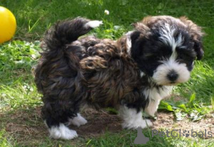 Zdjęcie №1. bolonka - na sprzedaż w TULLN | negocjowane | Zapowiedź №167327