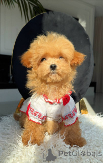 Zdjęcie №2 do zapowiedźy № 163965 na sprzedaż  maltańczyk - wkupić się Niemcy hodowca