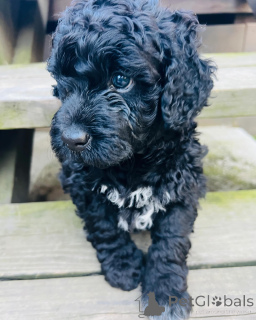 Zdjęcie №3. Portugiesische Wasserhund Welpen zu verkaufen. Holandia