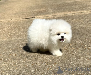 Zdjęcie №1. szpic miniaturowy - na sprzedaż w Bruksela | Bezpłatny | Zapowiedź №154637