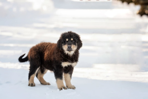 Dodatkowe zdjęcia: Szczenięta Hotosho / Buryat-Mongol Wolfhound od najlepszych przedstawicieli