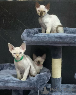 Zdjęcie №2 do zapowiedźy № 135883 na sprzedaż  devon rex - wkupić się USA 