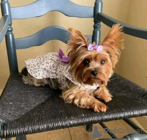 Zdjęcie №1. yorkshire terrier - na sprzedaż w Paryż | negocjowane | Zapowiedź №126830