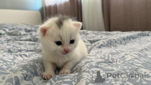 Zdjęcie №2 do zapowiedźy № 139327 na sprzedaż  kot brytyjski krótkowłosy - wkupić się Irlandia prywatne ogłoszenie