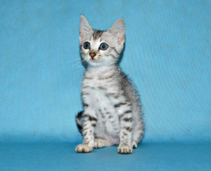 Zdjęcie №2 do zapowiedźy № 2369 na sprzedaż  kot egipski mau - wkupić się Federacja Rosyjska od żłobka