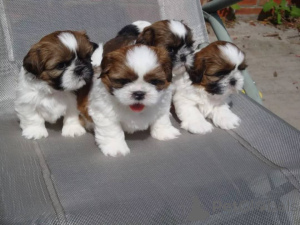 Zdjęcie №1. shih tzu - na sprzedaż w Frankfurt | negocjowane | Zapowiedź №164707