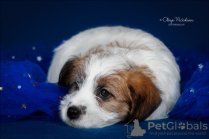 Zdjęcie №4. Sprzedam jack russell terrier w Petersburg. od żłobka - cena - 4677zł
