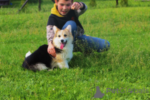 Zdjęcie №4. Sprzedam welsh corgi w Bačka Topola. hodowca - cena - 72zł