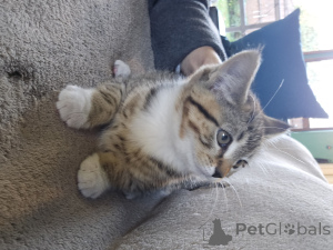 Zdjęcie №1. ragamuffin koty - na sprzedaż w Utica | negocjowane | Zapowiedź № 156550