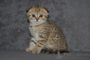 Zdjęcie №3. Szkocki pręgowany kotek. Litwa