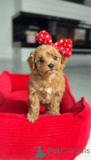 Zdjęcie №2 do zapowiedźy № 166817 na sprzedaż  pudel (zabawka) - wkupić się Austria hodowca