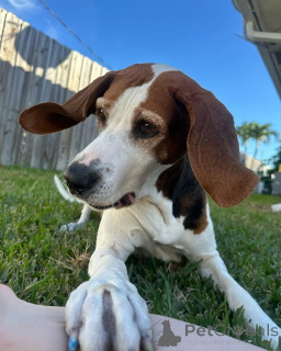 Zdjęcie №2 do zapowiedźy № 159191 na sprzedaż  otterhound - wkupić się Belgia prywatne ogłoszenie