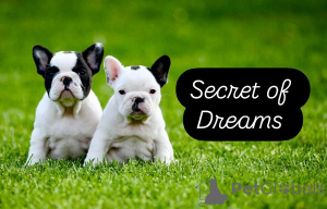 Zdjęcie №1. buldog francuski - na sprzedaż w Valeovo | negocjowane | Zapowiedź №160167