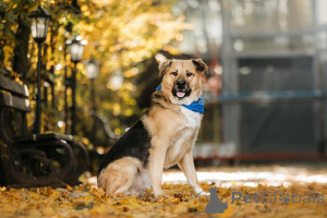 Zdjęcie №2 do zapowiedźy № 156697 na sprzedaż  pies nierasowy - wkupić się Federacja Rosyjska prywatne ogłoszenie