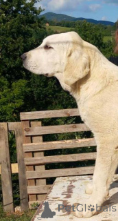 Zdjęcie №3. Szczeniak Owczarek Środkowych Alabai. Serbia