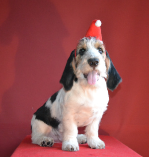 Dodatkowe zdjęcia: Griffon Greater Vendian Basset Puppies