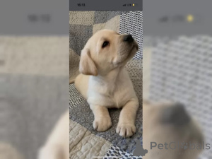 Zdjęcie №3. Purebred Labrador Szczenięta. Niemcy