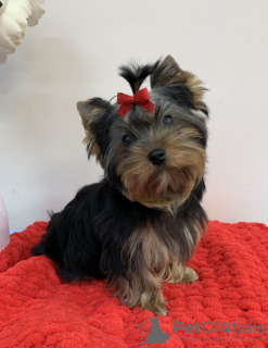 Dodatkowe zdjęcia: Przystojny mężczyzna Yorkshire Terrier