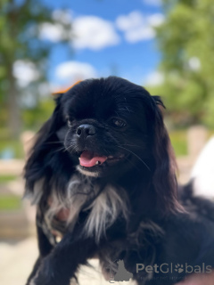Zdjęcie №3. Royal Pekiningese. Szwajcaria