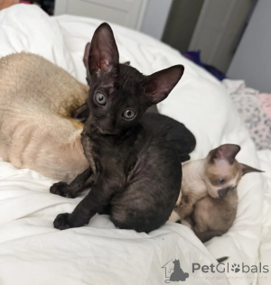 Zdjęcie №1. kot cornish rex - na sprzedaż w Neubiberg | 1674zł | Zapowiedź № 177566
