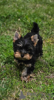 Zdjęcie №2 do zapowiedźy № 109097 na sprzedaż  yorkshire terrier - wkupić się Niemcy prywatne ogłoszenie, hodowca