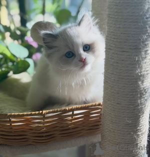 Zdjęcie №2 do zapowiedźy № 170000 na sprzedaż  ragdoll - wkupić się Niemcy hodowca