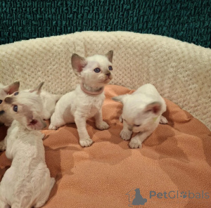 Zdjęcie №1. devon rex - na sprzedaż w Neurppin | 2153zł | Zapowiedź № 178442