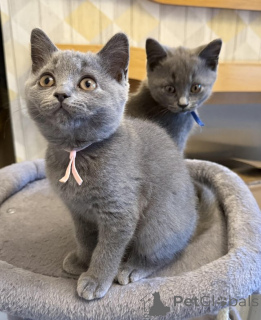 Zdjęcie №1. kot brytyjski krótkowłosy - na sprzedaż w Paryż | 13zł | Zapowiedź № 156144