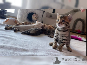 Zdjęcie №1. kot birmański - na sprzedaż w Affalterbach | 1674zł | Zapowiedź № 147304