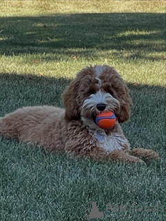 Zdjęcie №2 do zapowiedźy № 157219 na sprzedaż  labradoodle - wkupić się Finlandia prywatne ogłoszenie