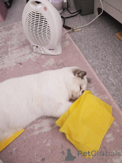 Zdjęcie №4. Sprzedam kot brytyjski krótkowłosy w Badenheim.  - cena - 1100zł