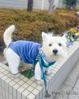 Zdjęcie №2 do zapowiedźy № 144432 na sprzedaż  west highland white terrier - wkupić się Wielka Brytania hodowca